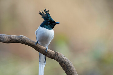 Indian paradise flycatcher, Terpsiphone paradisi, Satara, Maharashtra, India.