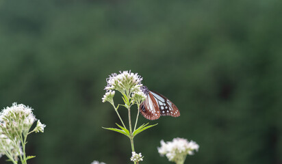 旅をする蝶 アサギマダラ