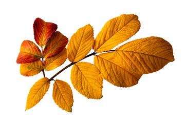 Autumn leaf of red-yellow color isolated on a white background