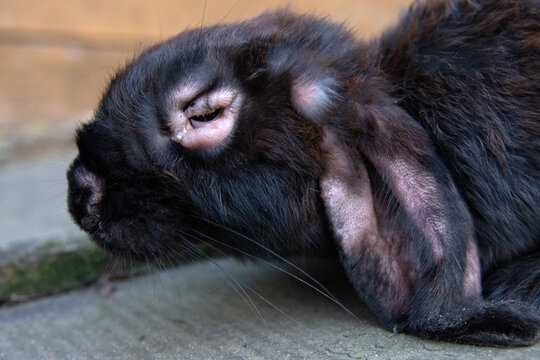 swelling of the muzzle, blepharitis and plaques on the ears in a rabbit with myxomatosis