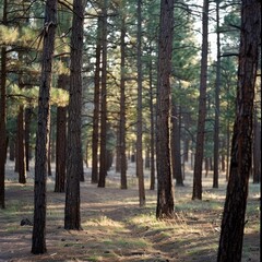 A gentle breeze moving through tall pine trees