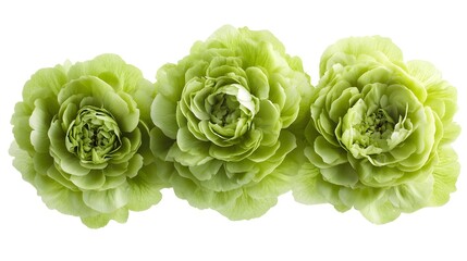 Fototapeta premium Triple green ranunculus: close-up of vibrant petals in bloom