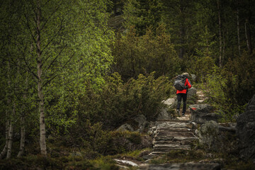 Fototapeta premium A Hiker Wearing Red Climbs a Stone Path Surrounded by Lush Greenery in a Serene Forest Setting