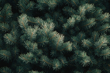 Lush Green Pine Needles Close-Up Nature Shot