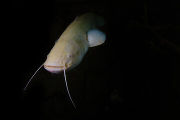 Underwater photography of Albino Wels catfish during night dive. Rare albino catfish in the lake. Golden Silurus glanis. Underwater photography in freshwater. Albino Wels Catfish (Silurus Glanis).