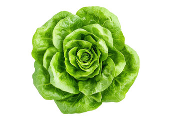 Obraz premium Photo of fresh lettuce .Transparent background. Isolated PNG.