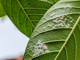 Beneath the lush green surface of a guava leaf, a colony of white mealybugs has formed a small, intricate nest. The tiny pests, with their cottony bodies, cling to the underside of the leaf.
