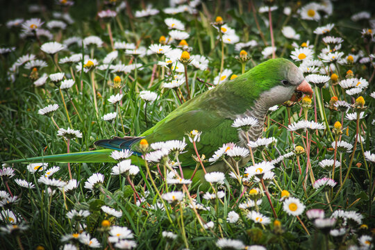 Pappagallo verde tra le margherite