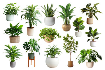 Indoor plant png element set, transparent background