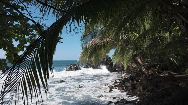 Wild landscape from Bastimentos Island, waves rolling over rocky seashore with Palm trees, Bocas Del Toro, Panama
