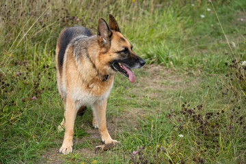 close-up of a beautiful german shepherd alsatian (Canis lupus familiaris) 