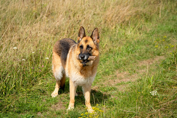 close-up of a beautiful german shepherd alsatian (Canis lupus familiaris) 