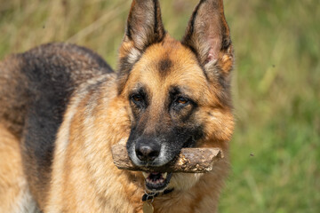 close-up of a beautiful german shepherd alsatian (Canis lupus familiaris) 