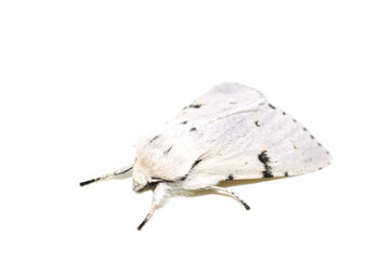 The black and white miller moth Acronicta leporina isolated on white background