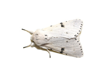 The black and white miller moth Acronicta leporina isolated on white background