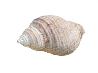 Empty shell from Dog whelk snail Nucella lapillus isolated on white background