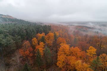 Autumn forest with orange and red trees, foggy weather, overcast sky.