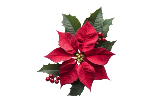 Top view of Beautiful of Red Poinsettia flowers with green leaves isolated on background, floral for Christmas decoration.