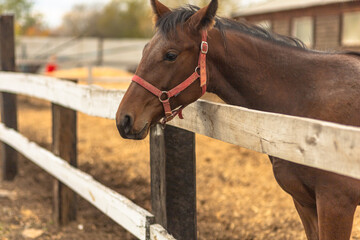 A brown horse with a red halter looking over a wooden fence on a farm