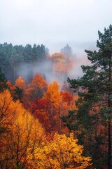 Fototapeta premium Autumn forest with orange and red trees, foggy weather, overcast sky.
