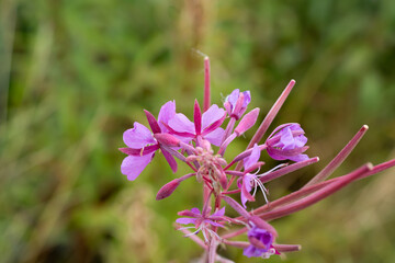 close-up of pink purple flowers of Fireweed (Chamaenerion angustifolium) also known as Rosebay willowherb growing wild, Wilts UK