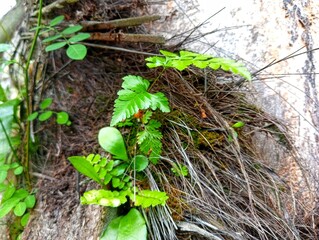 Green Fern plant growing on the tree 