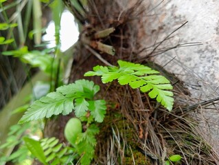 Green fern growing on the tree 