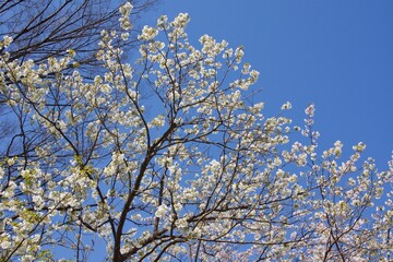 桜満開の春の野島公園
