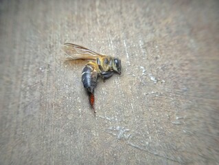 Honey bee on the ground 