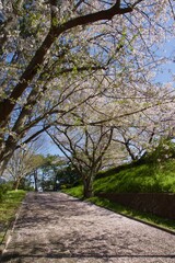 桜満開の春の野島公園
