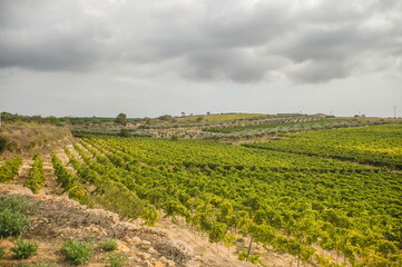 landscape with vineyards in Sicily