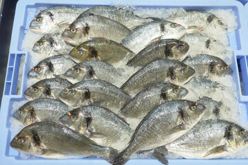 Container filled with fresh fish gilt head breams