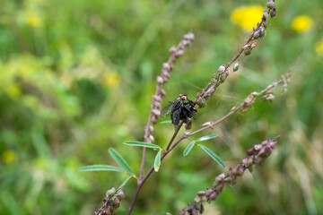 close-up of a pair of mating housefly (houseflies, Musca domestica) 