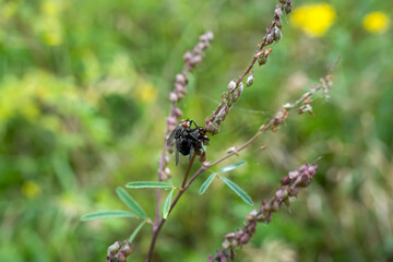 close-up of a pair of mating housefly (houseflies, Musca domestica) 