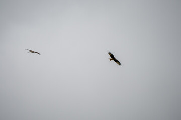 close-up of a pair of wild red kites (Milvus milvus) in flight