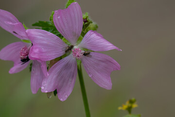 close-up of a beautiful pink wild Musk Mallow flowers (Malva moschata) Wilts UK