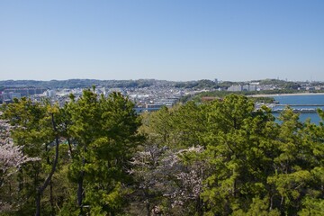 Obraz premium 桜満開の春の野島公園 