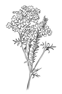 black and white hand drawing of a verbena flower vector illustration