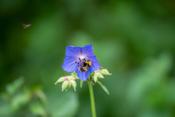 Fototapeta premium close-up of a bumblebee (Bombus) feeding on a crane's bill (Geranium pratense)