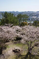桜満開の春の野島公園
