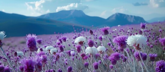 Fototapeta premium Purple And White Flowers In The Garden In The Middle Of The Hill