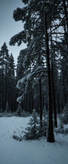 Fototapeta premium Snow-covered pine trees in a frosty evening landscape