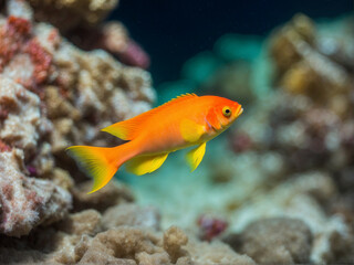 Colorful anthias swimming in the ocean