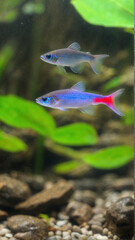Colorful neon tetra fish