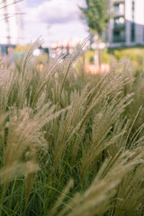 Abstract natural background of soft plants Cortaderia selloana. Pampas grass on a blurry bokeh. Dry reeds boho style. 