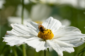 Obraz premium a honey bee (Apis mellifera) dining on beautiful Cosmos flower (Cosmos bipinnatus, Mexican aster) 