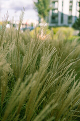 Abstract natural background of soft plants Cortaderia selloana. Pampas grass on a blurry bokeh. Dry reeds boho style. 