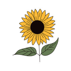 Fototapeta premium Abstract hand-drawn sunflowers icon, Vector illustration wildflower, botany design. perfect for branding or symbol design.