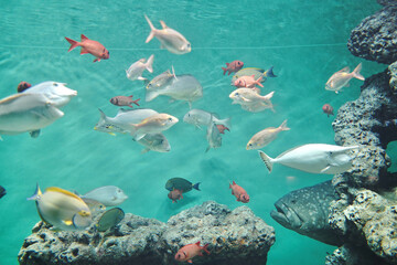 Fototapeta premium 日本の東京にある葛西臨海水族館の魚たち