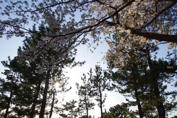 桜満開の春の野島公園
